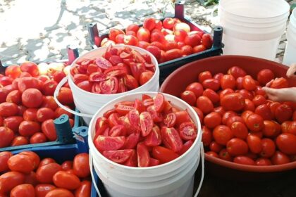 Kaç Kilo Domatesten 1 Kilo Salça Çıkar